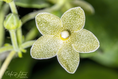 Milkvine May 2026